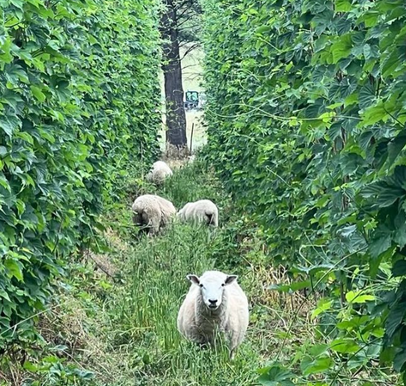 Woolly white sheep graze between tall rows of green hops plants