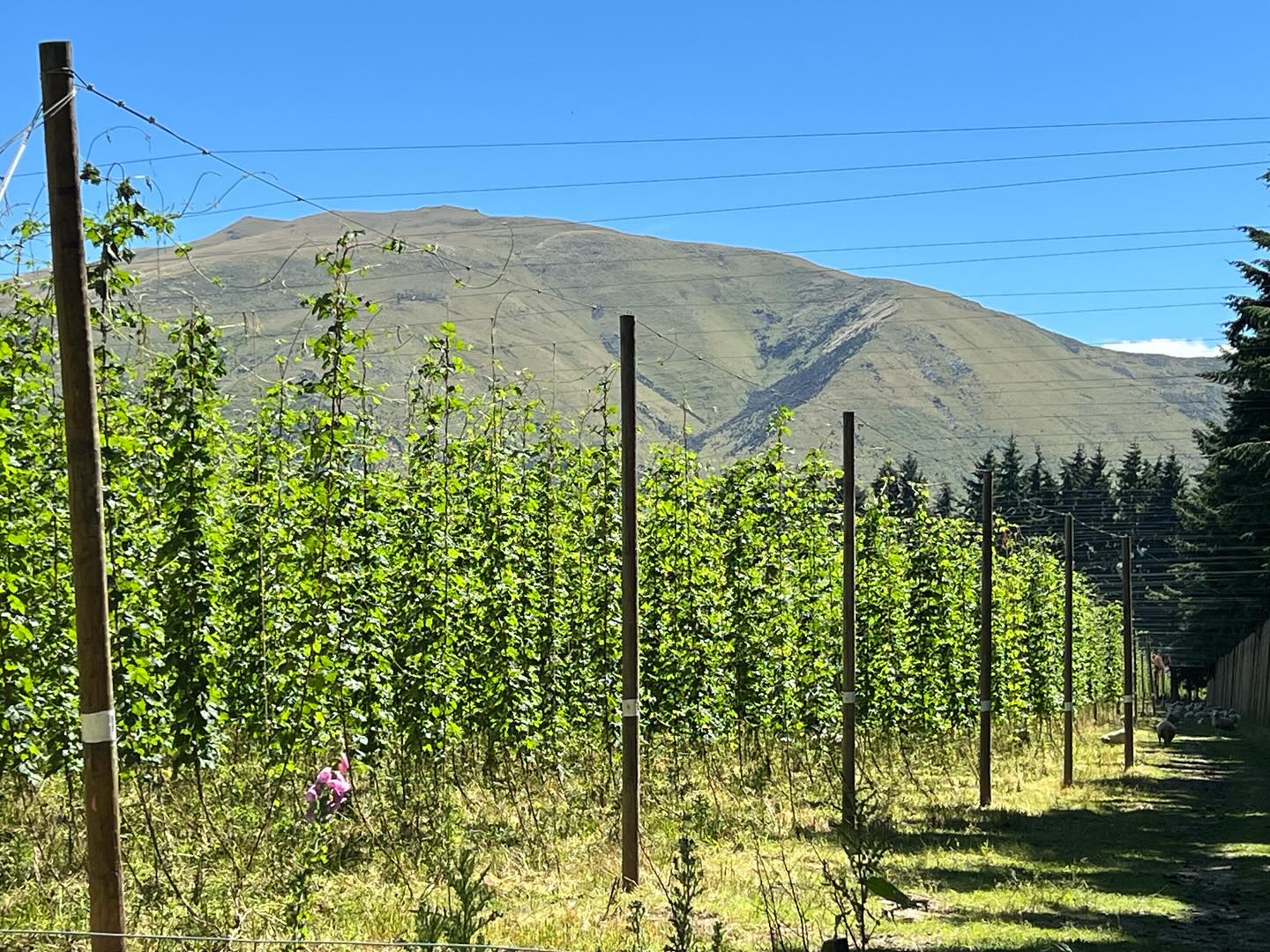 Rows of tall hops plants growing under blue sky